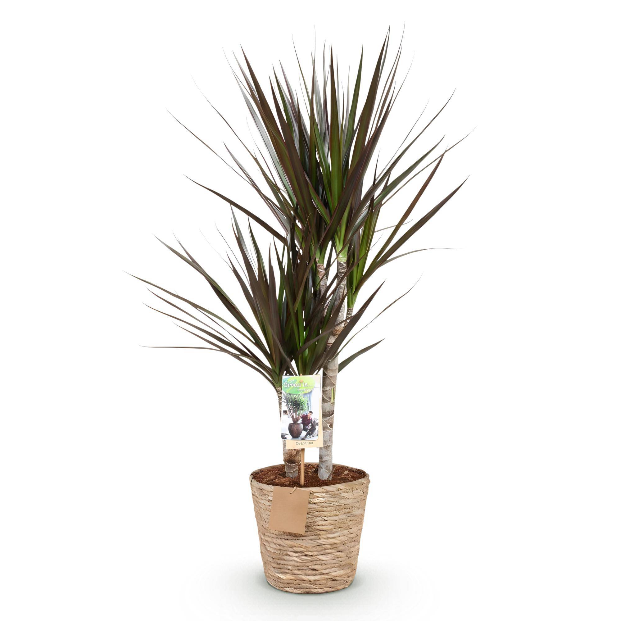 Dracaena Magenta - Pot de 17cm - Plantes d'intérieur - Image 2