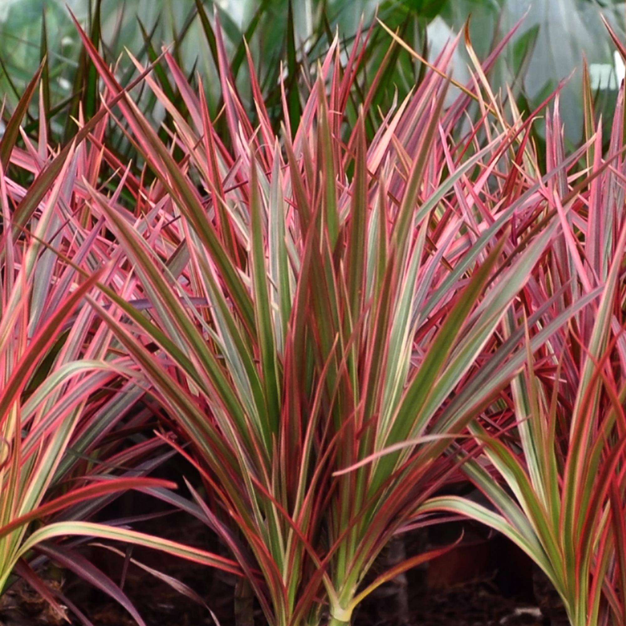 Dracaena Magenta - Pot de 17cm - Plantes d'intérieur - Image 5