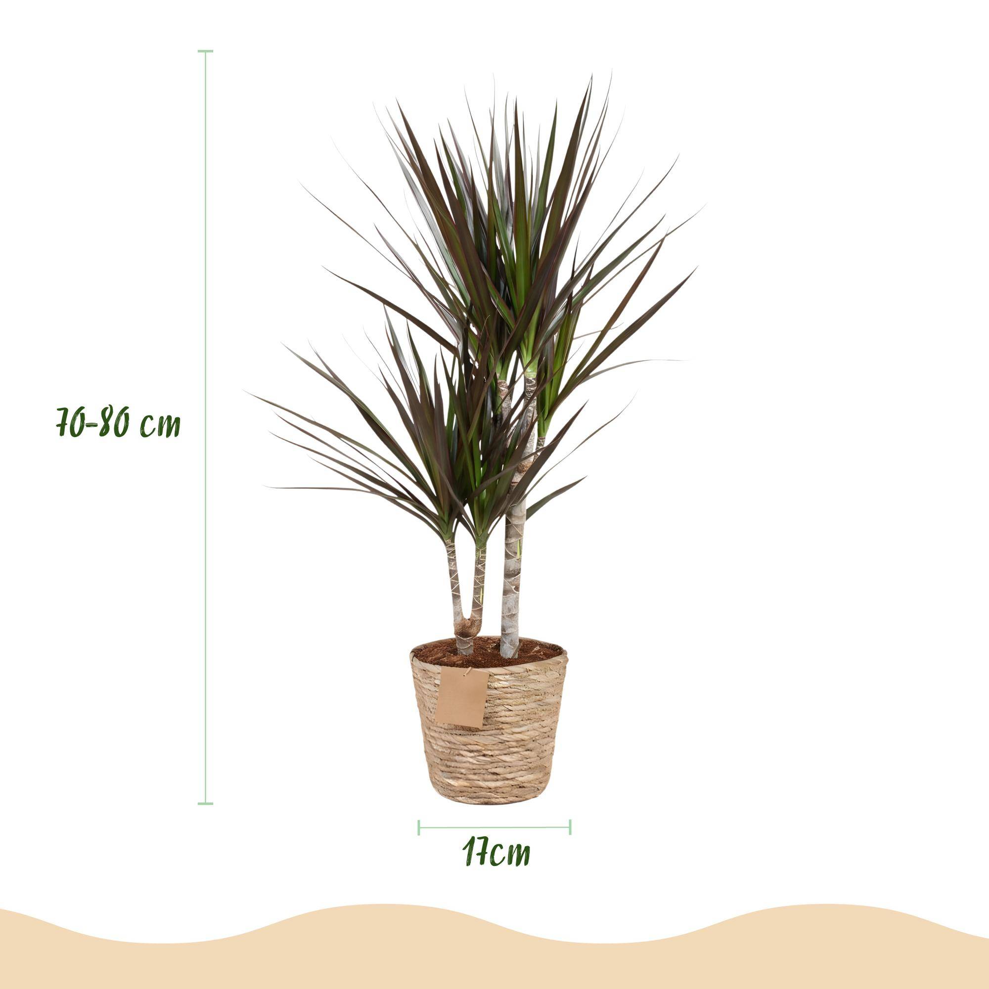 Dracaena Magenta - Pot de 17cm - Plantes d'intérieur - Image 3