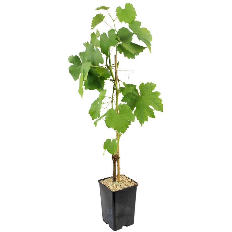 Plant de Vigne chasselas pot 1,3 l - Image 2