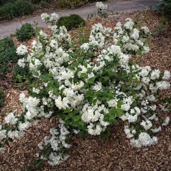 Seringat des jardins Minnesota Snowflake, Philadelphus à fleurs Blanche/ - feuillage Caduc - Pot de 4L - 40/60 cm - Image 5
