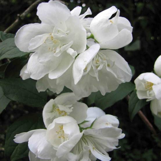 Seringat des jardins Minnesota Snowflake, Philadelphus à fleurs Blanche/ - feuillage Caduc - Pot de 4L - 40/60 cm - Image 4