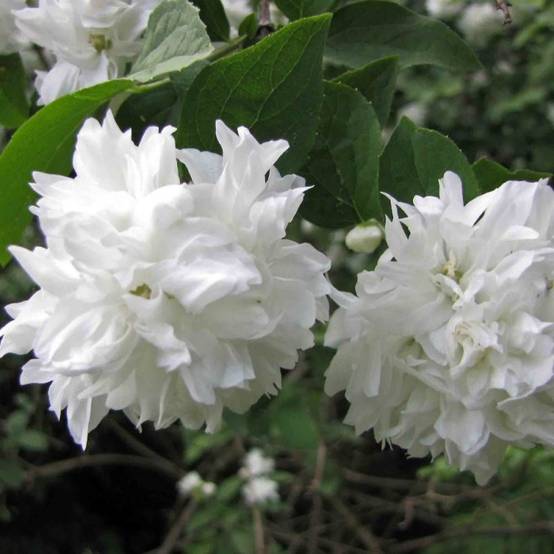 Seringat des jardins Minnesota Snowflake, Philadelphus à fleurs Blanche/ - feuillage Caduc - Pot de 4L - 40/60 cm - Image 1