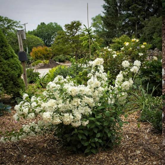 Seringat des jardins Minnesota Snowflake, Philadelphus à fleurs Blanche/ - feuillage Caduc - Pot de 4L - 40/60 cm - Image 6