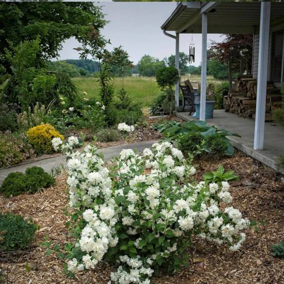 Seringat des jardins Minnesota Snowflake, Philadelphus à fleurs Blanche/ - feuillage Caduc - Pot de 4L - 40/60 cm - Image 2