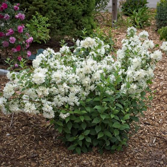 Seringat des jardins Minnesota Snowflake, Philadelphus à fleurs Blanche/ - feuillage Caduc - Pot de 4L - 40/60 cm - Image 7