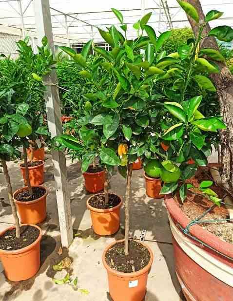 Sans Marque - Agrumes citrus osbeck Lima Rosso (citron rouge) Couleur floraison:Blanc - Taille:Pot de 4 litres - 30/50 cm - Imagen 3