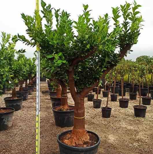 Sans Marque - Agrumes citrus osbeck Lima Rosso (citron rouge) Couleur floraison:Blanc - Taille:Pot de 4 litres - 30/50 cm - Imagen 5