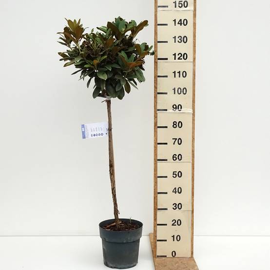 Rhododendron yakushimanum Morgenrot - Rhododendron nain Pot de 7,5L/10L, Tige, Tige de 80 cm - Image 2