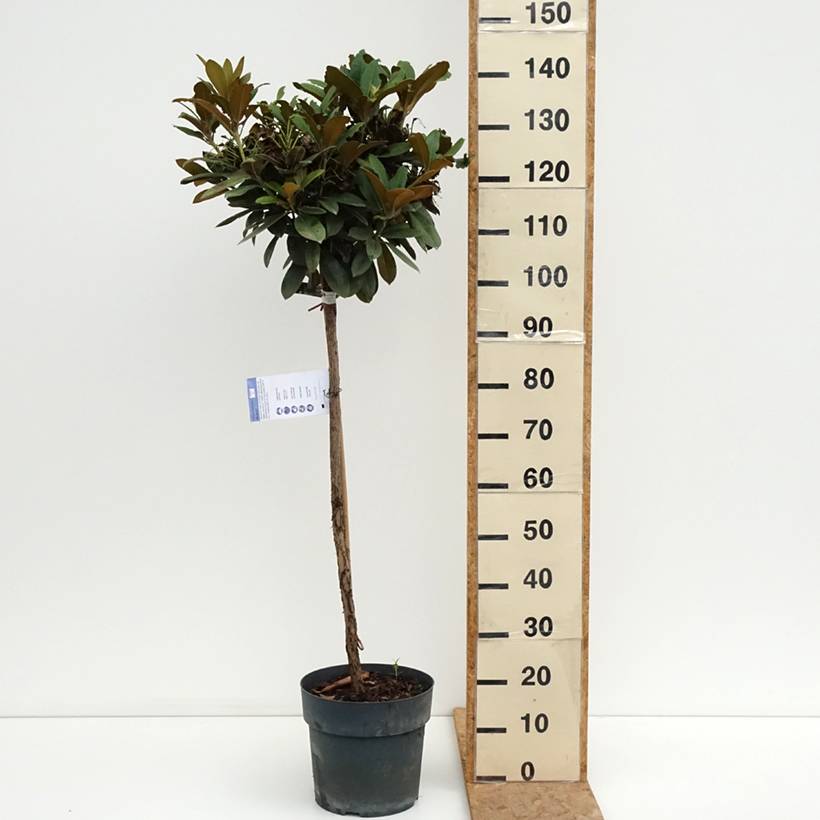 Rhododendron yakushimanum Morgenrot - Rhododendron nain Pot de 7,5L/10L, Tige, Tige de 80 cm - Image 2