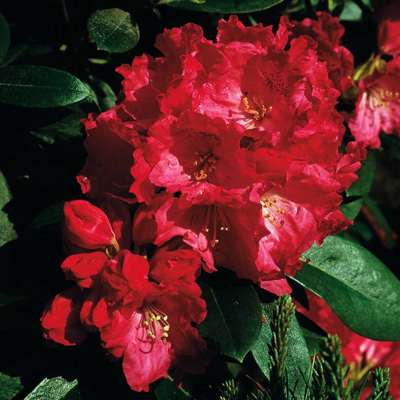 Rhododendron yakushimanum Morgenrot - Rhododendron nain Pot de 7,5L/10L, Tige, Tige de 80 cm - Image 1