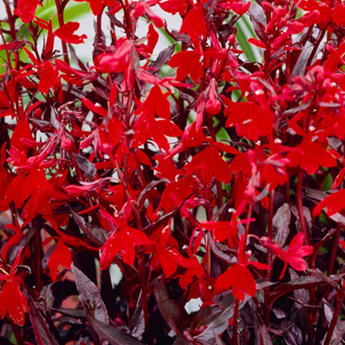 Lot de 3 - Lobelia Queen Victoria - Lobélie écarlate - Rouge - H. 20-30 cm - P. 9 cm - Image 3