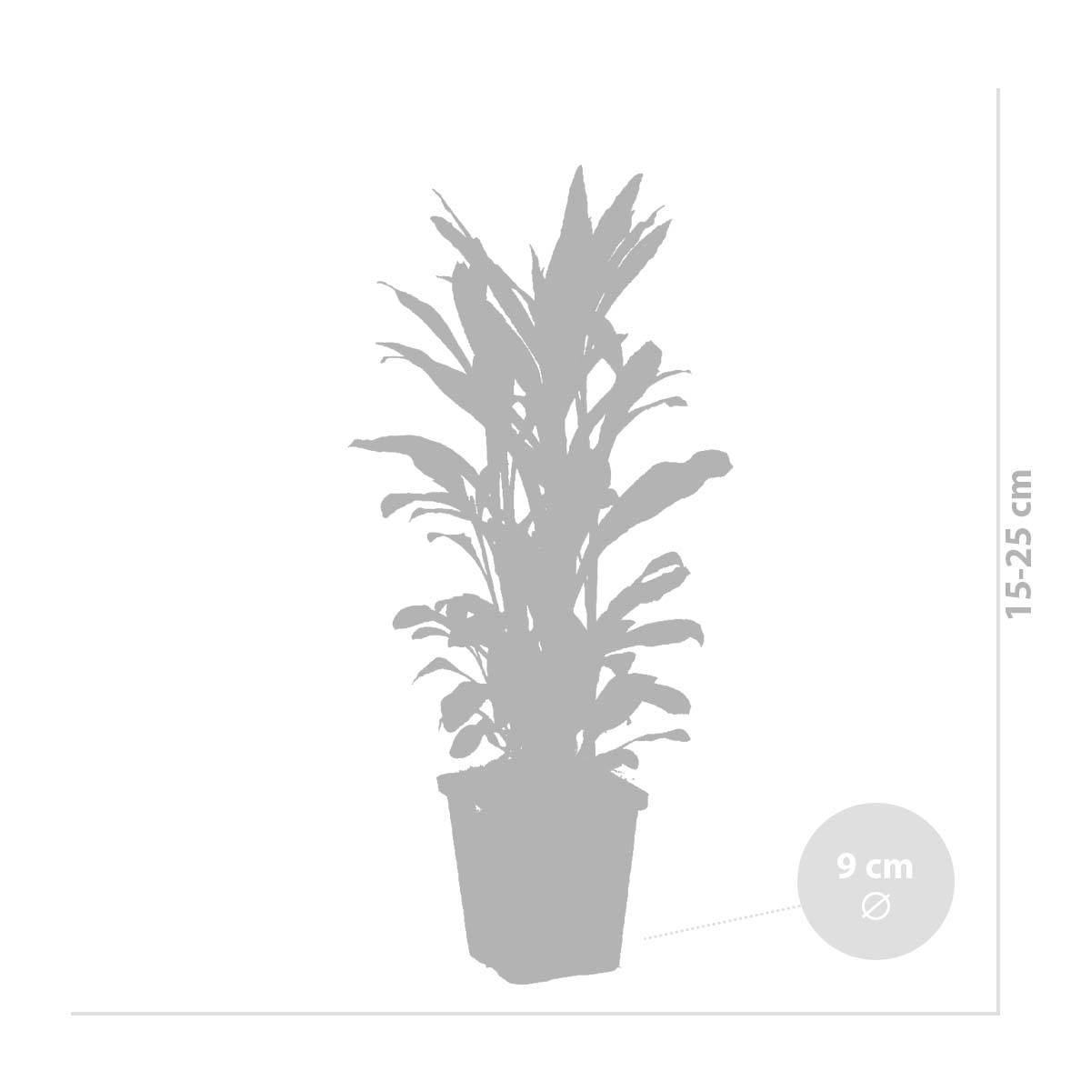 Lot de 3 - Lobelia Queen Victoria - Lobélie écarlate - Rouge - H. 20-30 cm - P. 9 cm - Image 4
