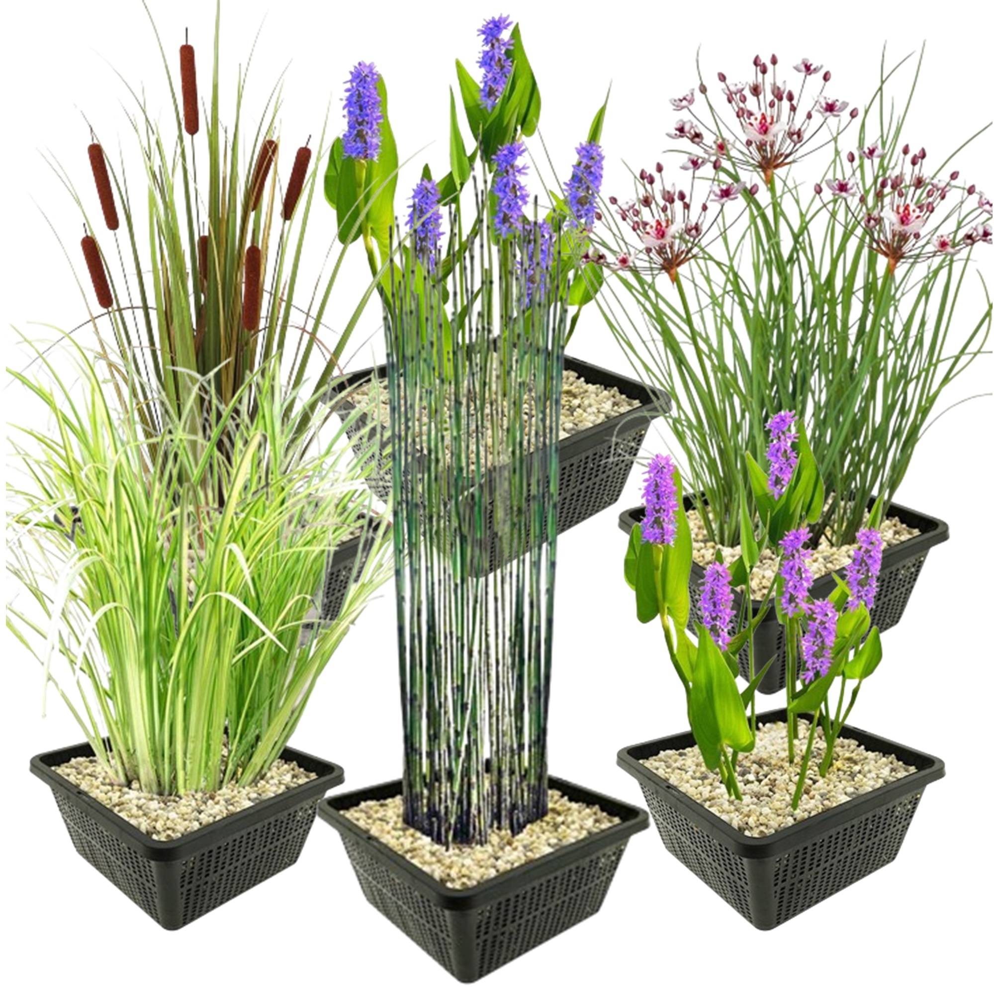0 - Set Plantes Aquatiques - 24 Plantes (6 Variétés) Panier Substrat Engrais - Image 1
