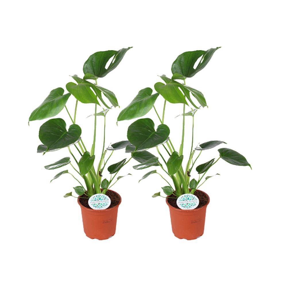 Monstera Deliciosa - H45cm