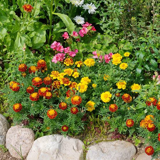 Graines d'Oeillet d'Inde Bonita Mixed - Tagetes patula le sachet de 450 graines environ (1,5g)