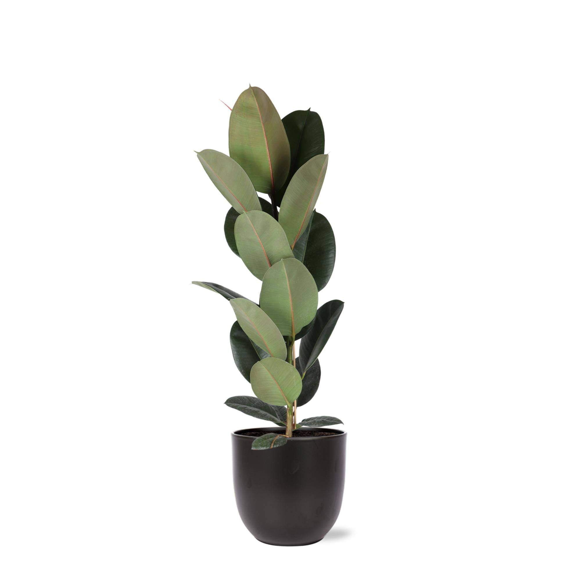 Ficus Elastica Robusta et son pot- La Green Touch Noir - Hauteur 90cm