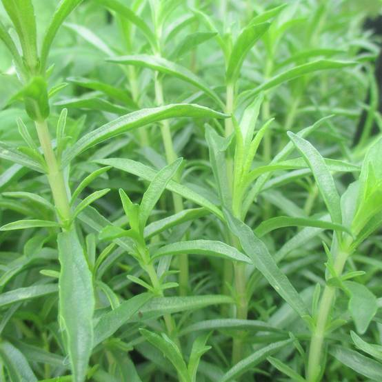 Menthe des Cerfs - Mentha cervina Godet de 8/9 cm