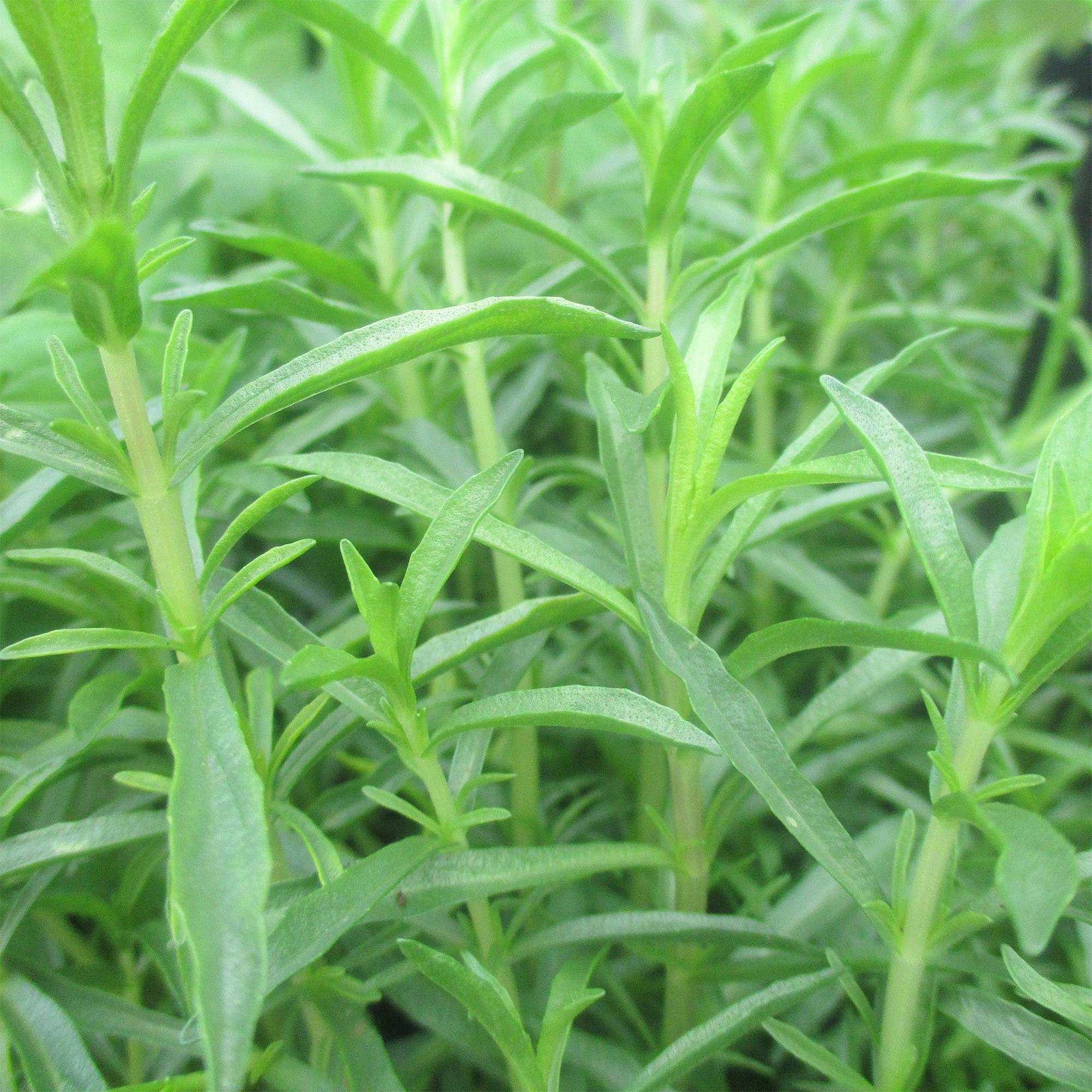 Menthe des Cerfs - Mentha cervina Godet de 8/9 cm