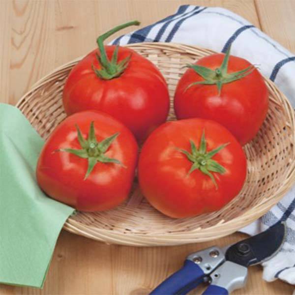Tomate Beefsteak - Solanum lycopersicum  le sachet de 80 graines environ (0,3g)