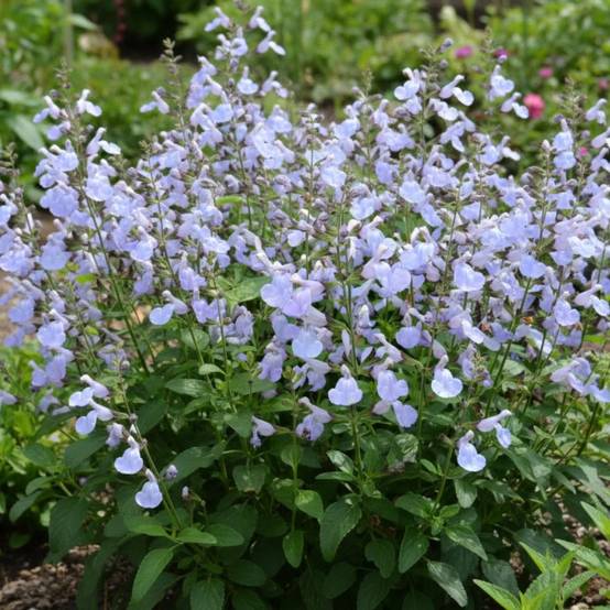 Sauge Delice Aquamarine® à fleurs Bleue/ - feuillage Caduc - Godet - 5/20 cm - Image 3