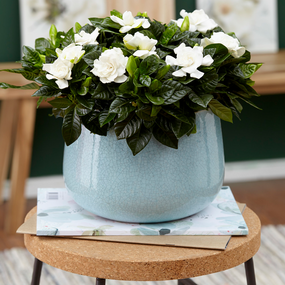 Gardenersdream - Arbuste D'Intérieur À Feuilles Persistantes Gardenia Jasminoides En Pot 12 Cm Plante En Pot Décorative - GardenersDream