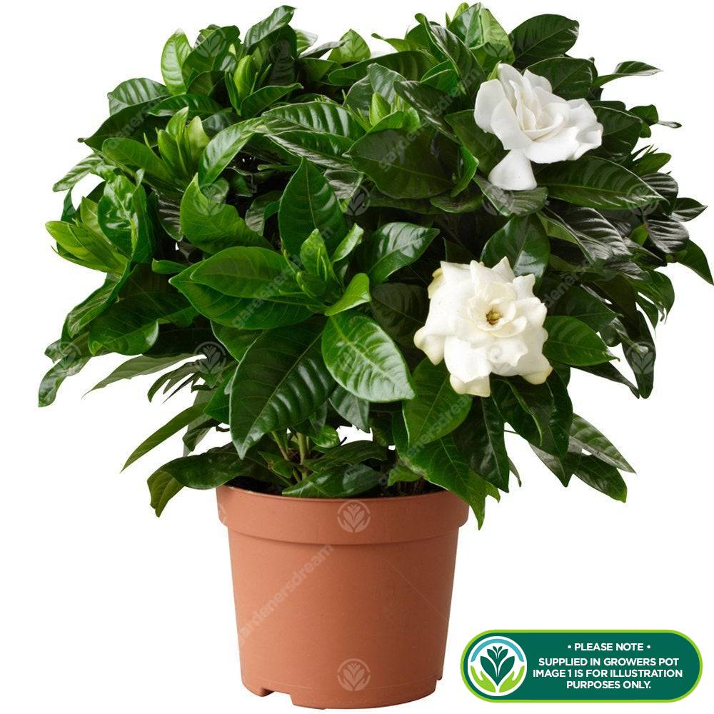 Gardenersdream - Arbuste D'Intérieur À Feuilles Persistantes Gardenia Jasminoides En Pot 12 Cm Plante En Pot Décorative - GardenersDream - Imagen 2