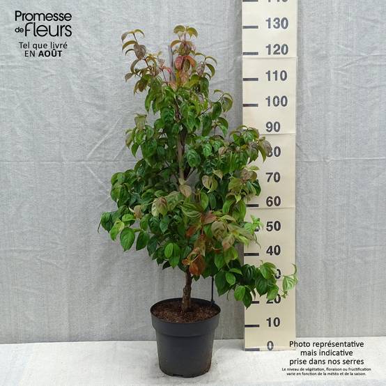 Cornus kousa Blooming Pink Tetra - Cornouiller hybride Pot de 7,5L/10L - Image 2