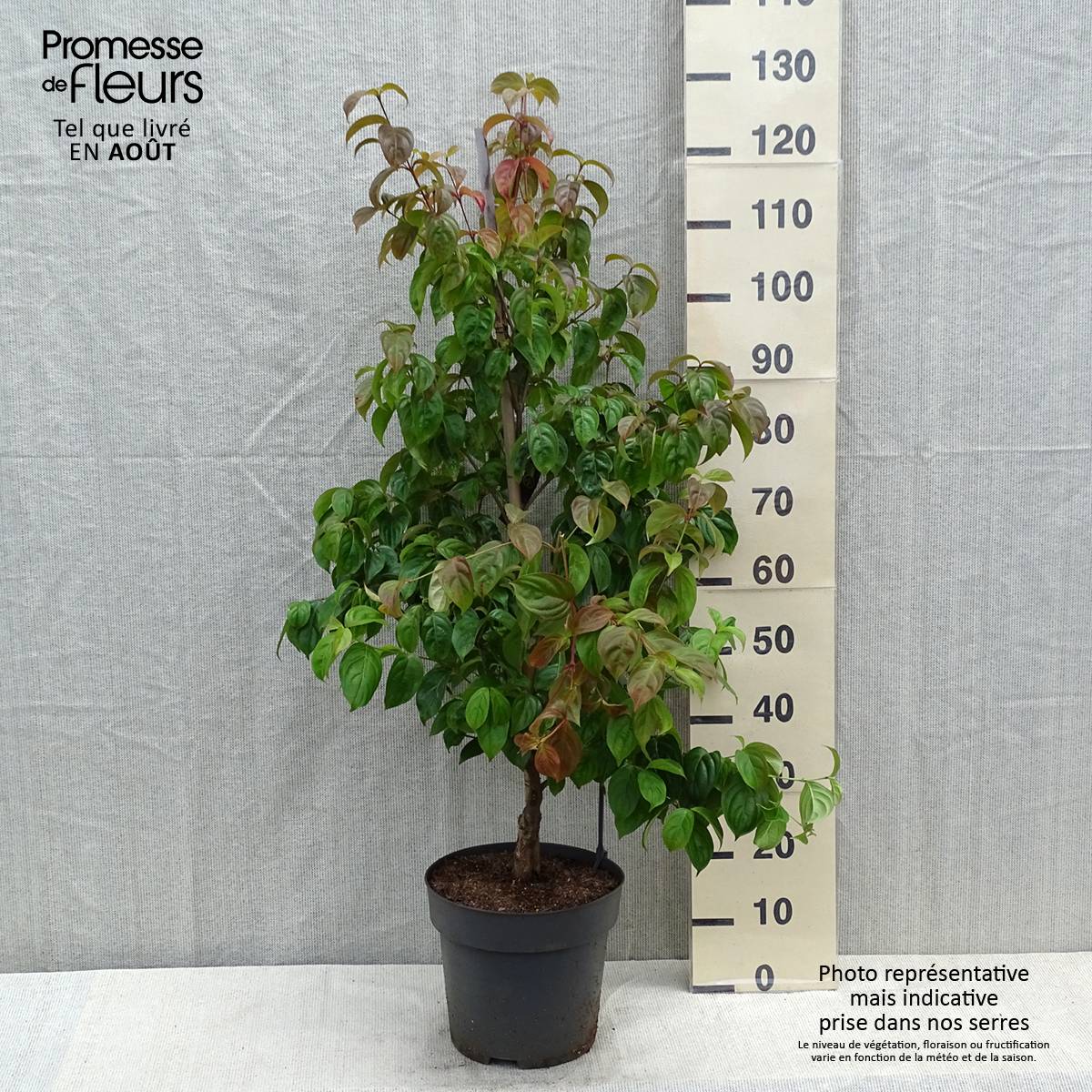 Cornus kousa Blooming Pink Tetra - Cornouiller hybride Pot de 7,5L/10L - Image 2