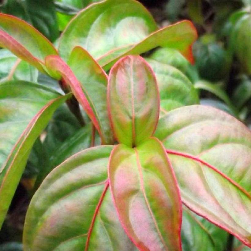 Cornus kousa Blooming Pink Tetra - Cornouiller hybride Pot de 7,5L/10L - Image 1