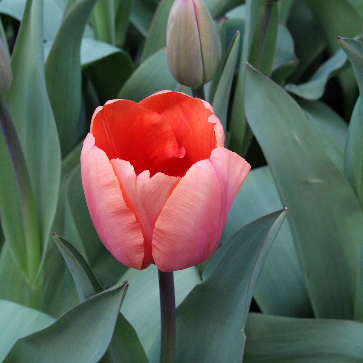Promesse de Fleurs - Tulipe Darwin Apricot Impression Bulbe calibre 12+ (par 10)