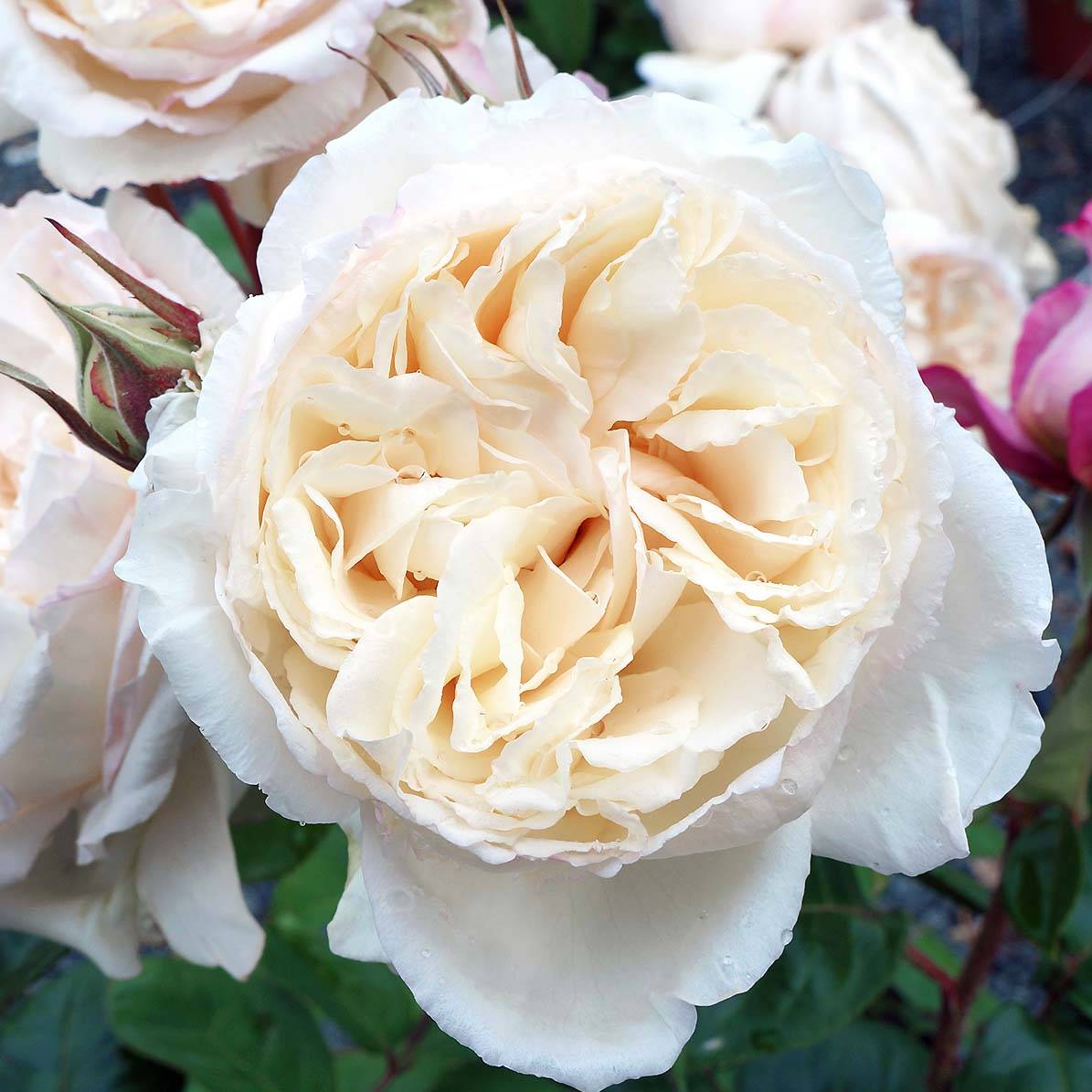 Rosier à grandes fleurs Baie des Anges Pot de 4L/5L