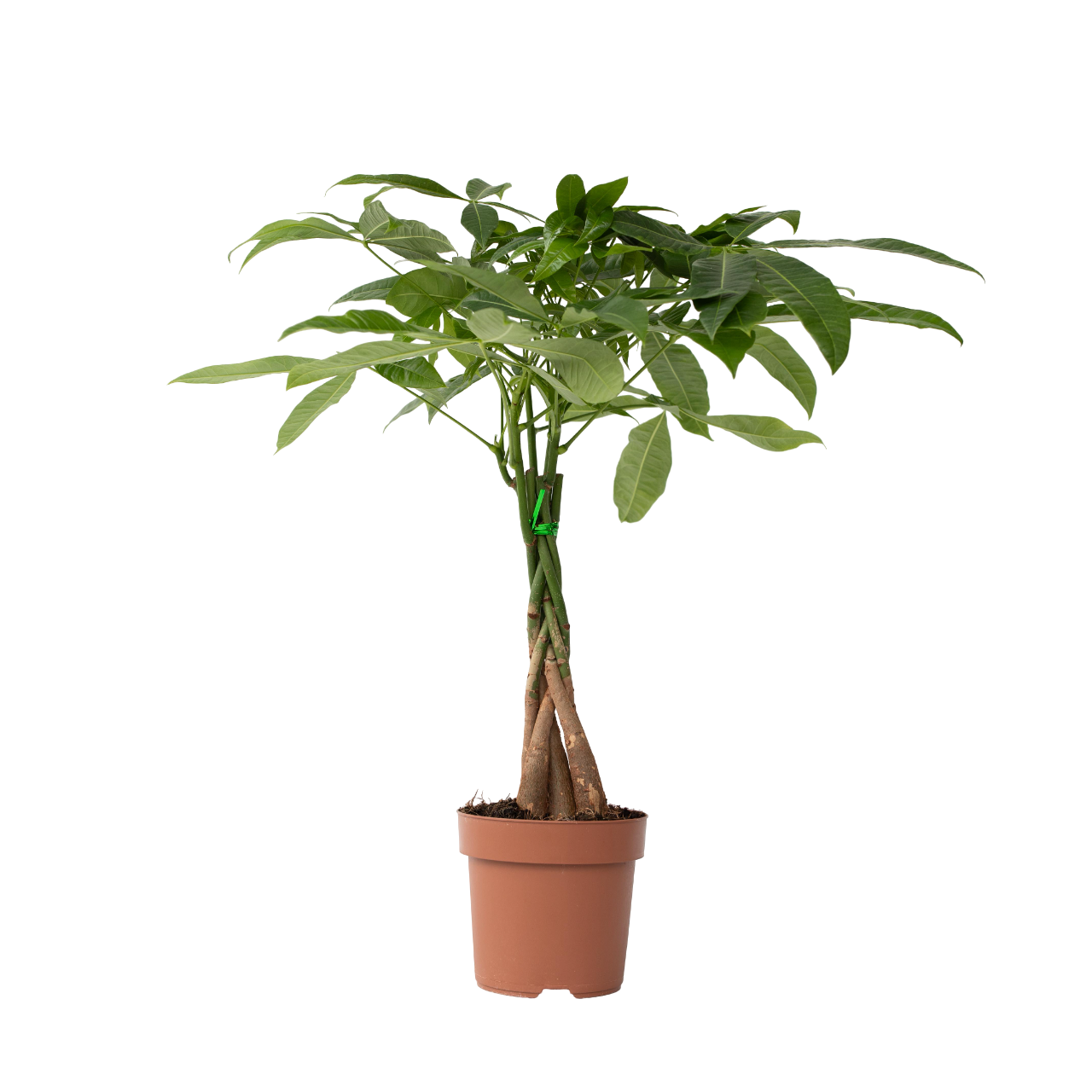 Plant In A Box - Arbre à argent - Pachira aquatica - Hauteur 60-70cm - ⌀17cm - Image 1