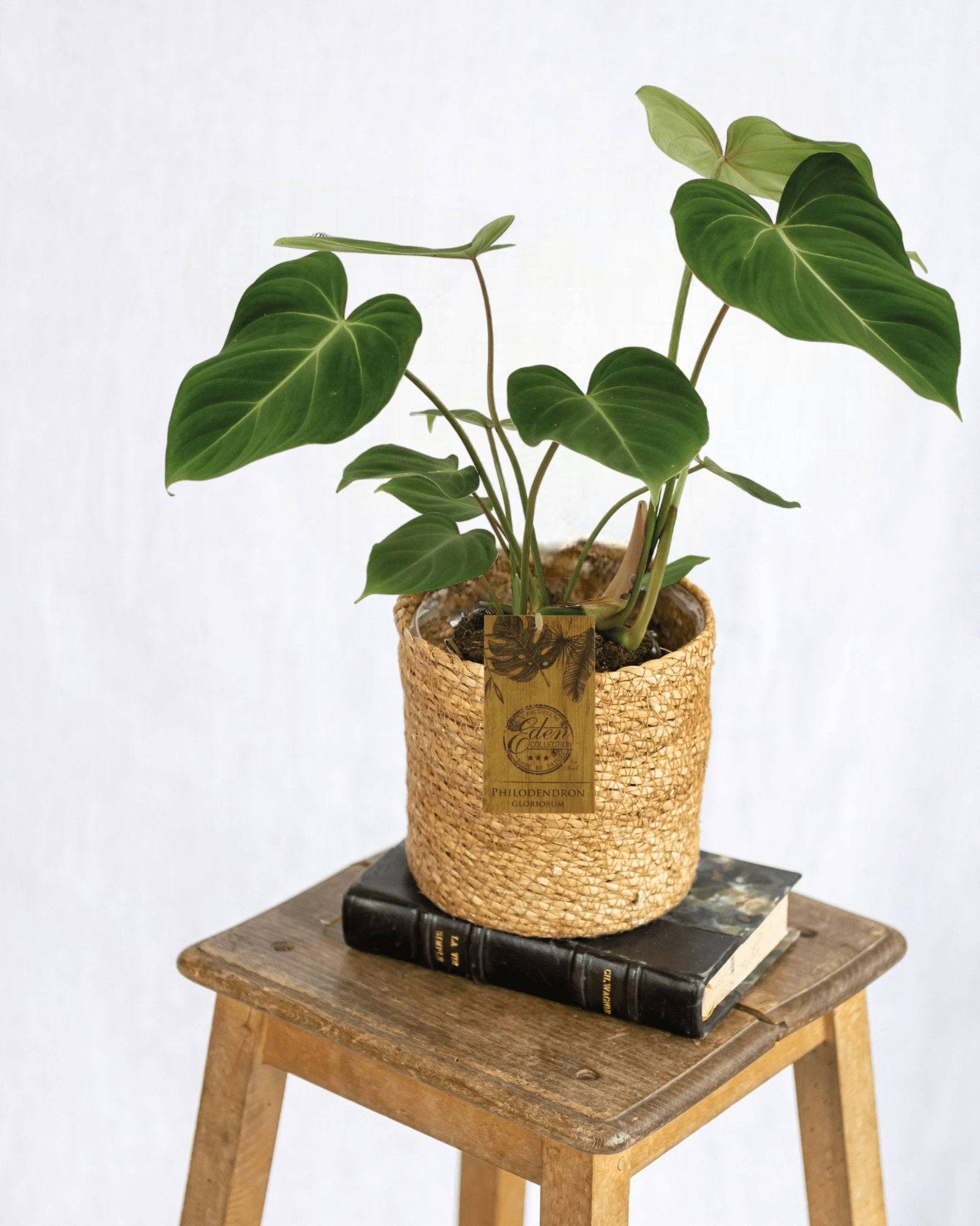Philodendron Gloriosum 40cm - Plante d'intérieur- La Green Touch - Image 2