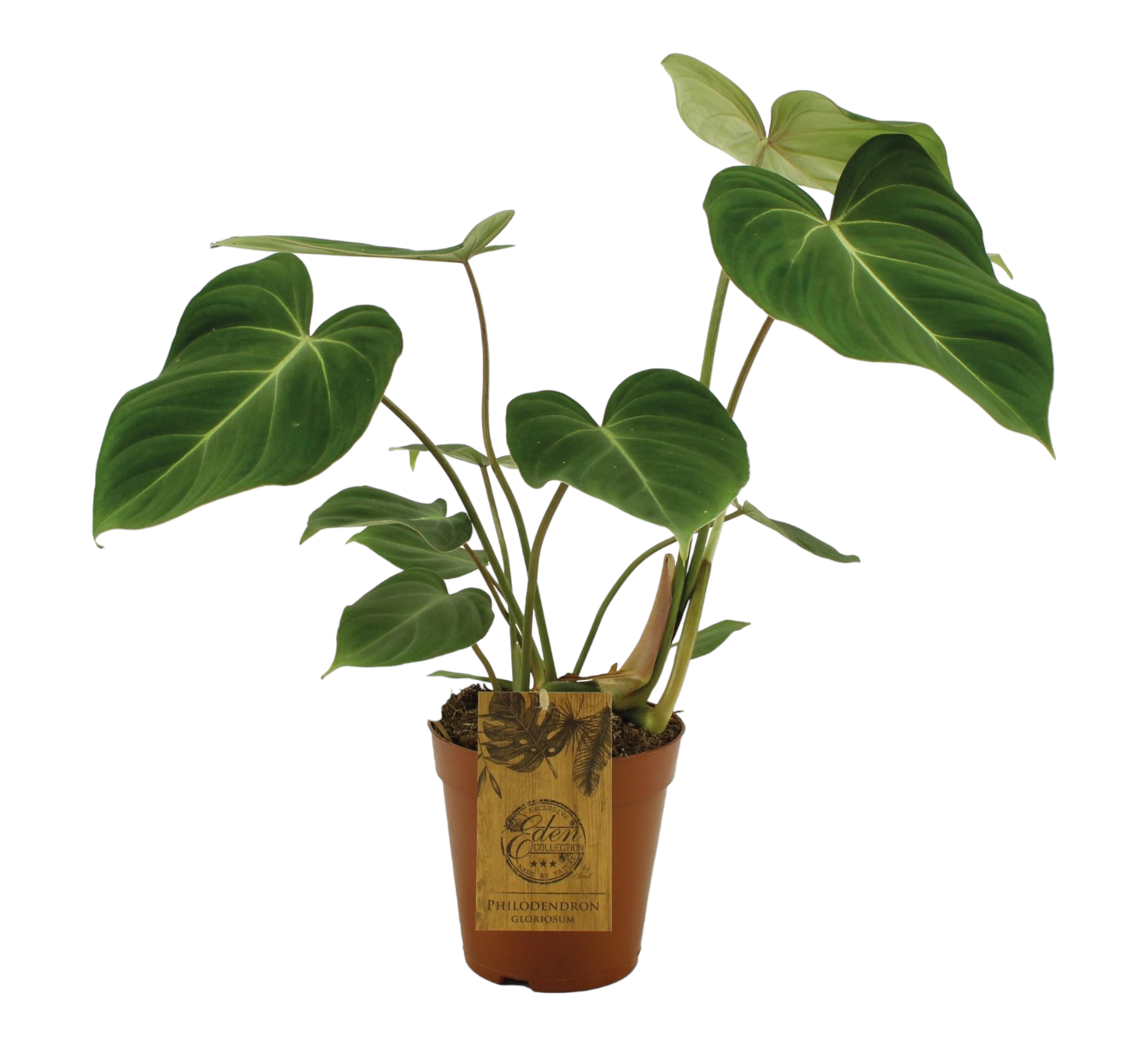 Philodendron Gloriosum 40cm - Plante d'intérieur- La Green Touch - Image 1