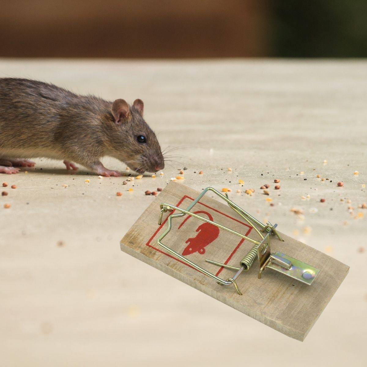 Lot de 2 pièges à souris en bois Fackelmann - Image 2
