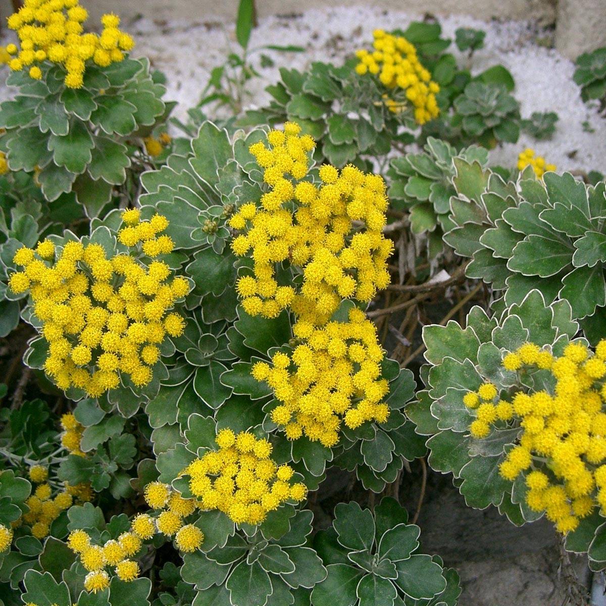Promesse de Fleurs - Ajania pacifica Gold and Silver - Chrysanthème du Pacifique Godet de 8/9 cm