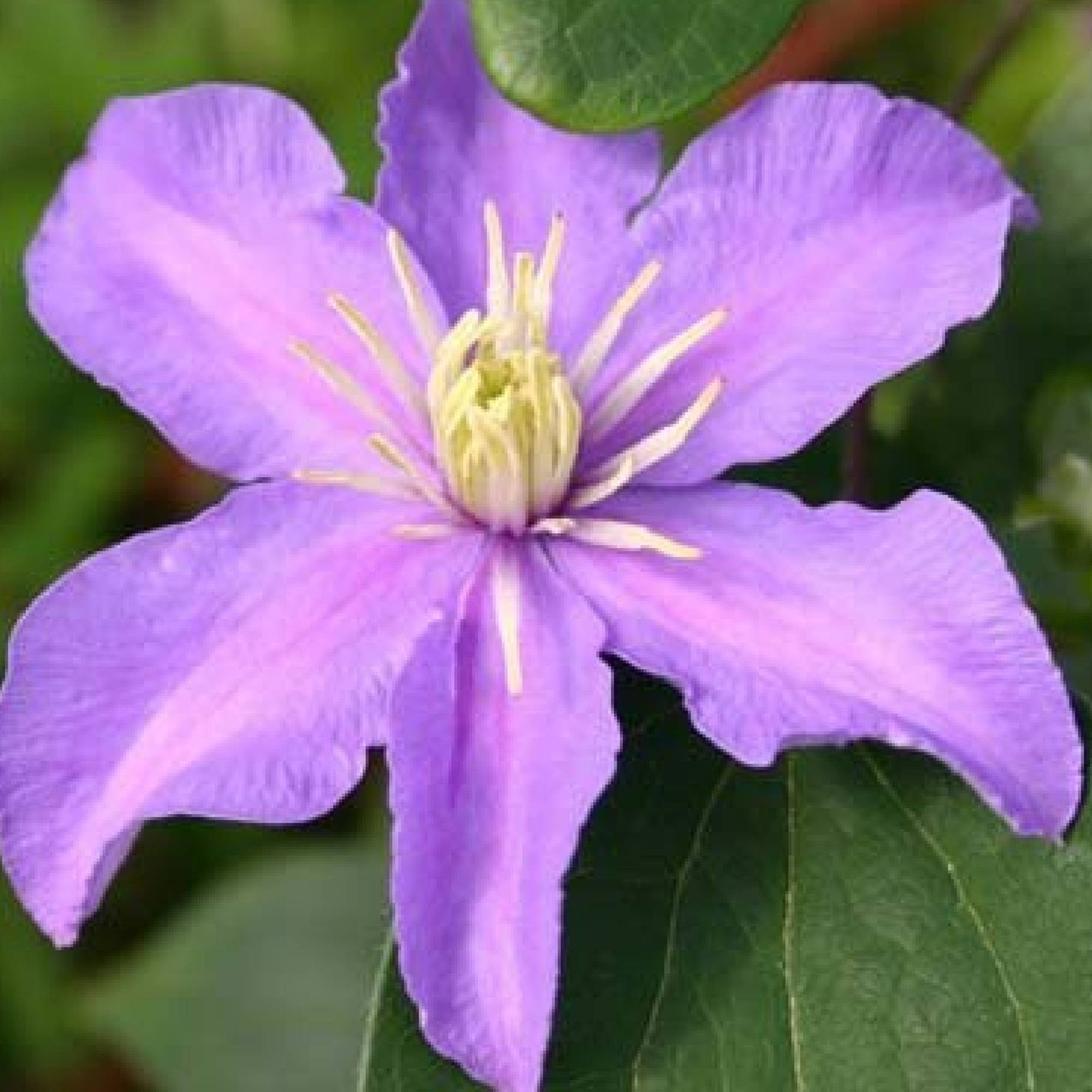 Gardenersdream - Clématite Justa plante de vigne grimpante à fleurs bleues et feuilles caduques - GardenersDream - Imagen 2