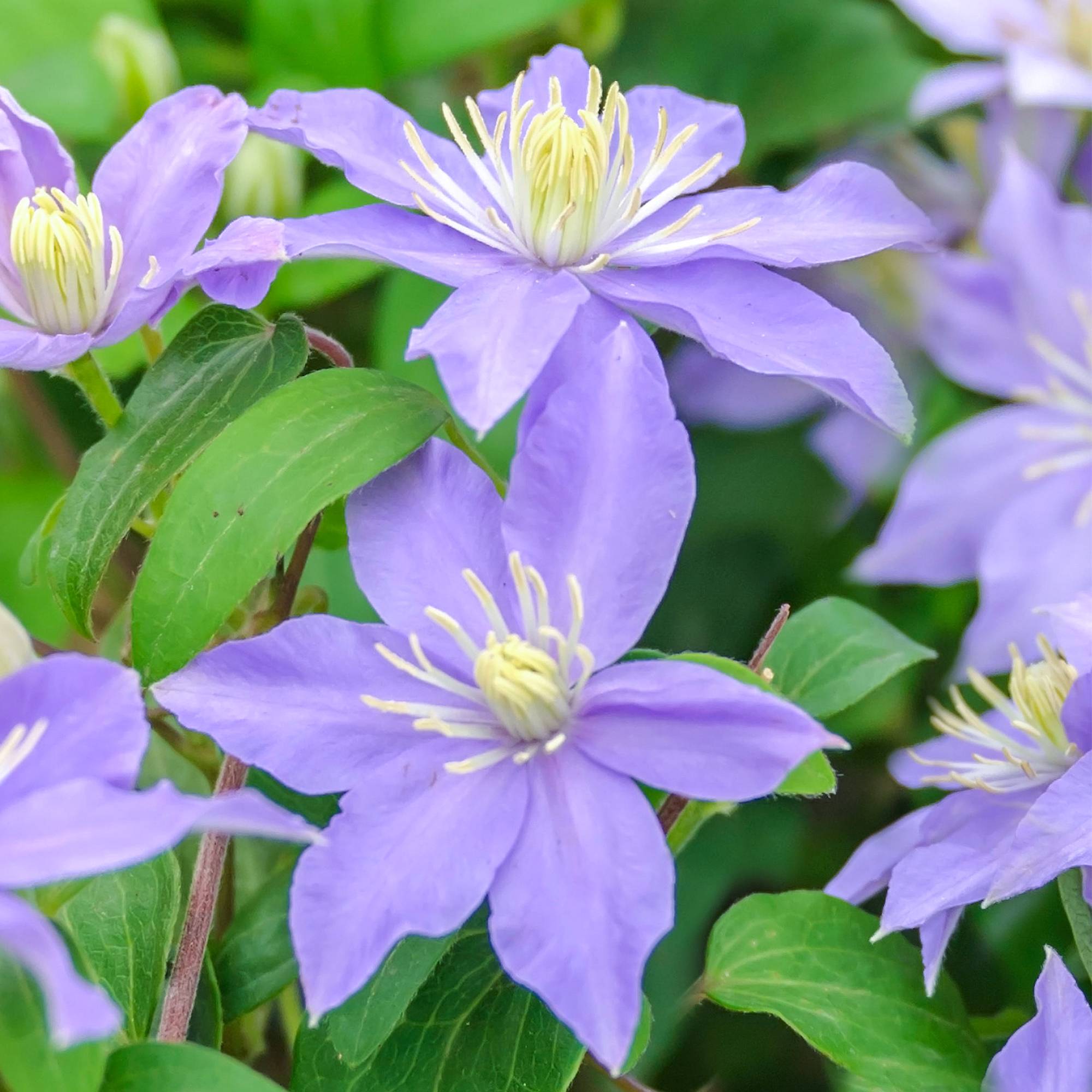 Gardenersdream - Clématite Justa plante de vigne grimpante à fleurs bleues et feuilles caduques - GardenersDream - Imagen 1