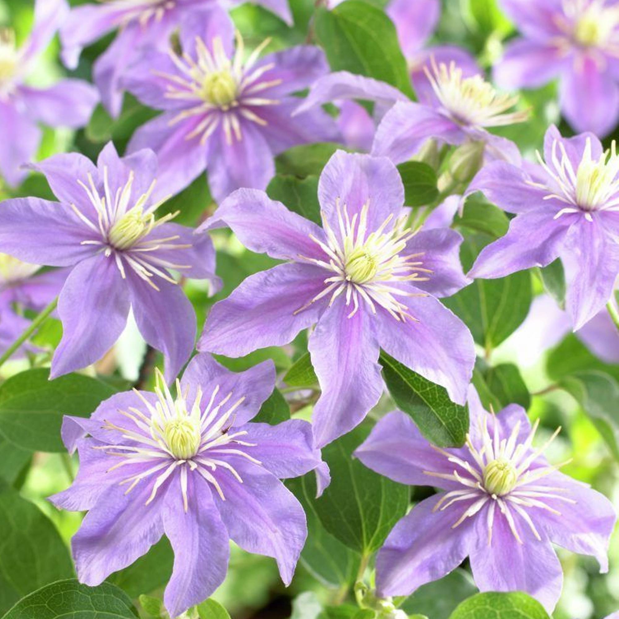 Gardenersdream - Clématite Justa plante de vigne grimpante à fleurs bleues et feuilles caduques - GardenersDream - Imagen 3
