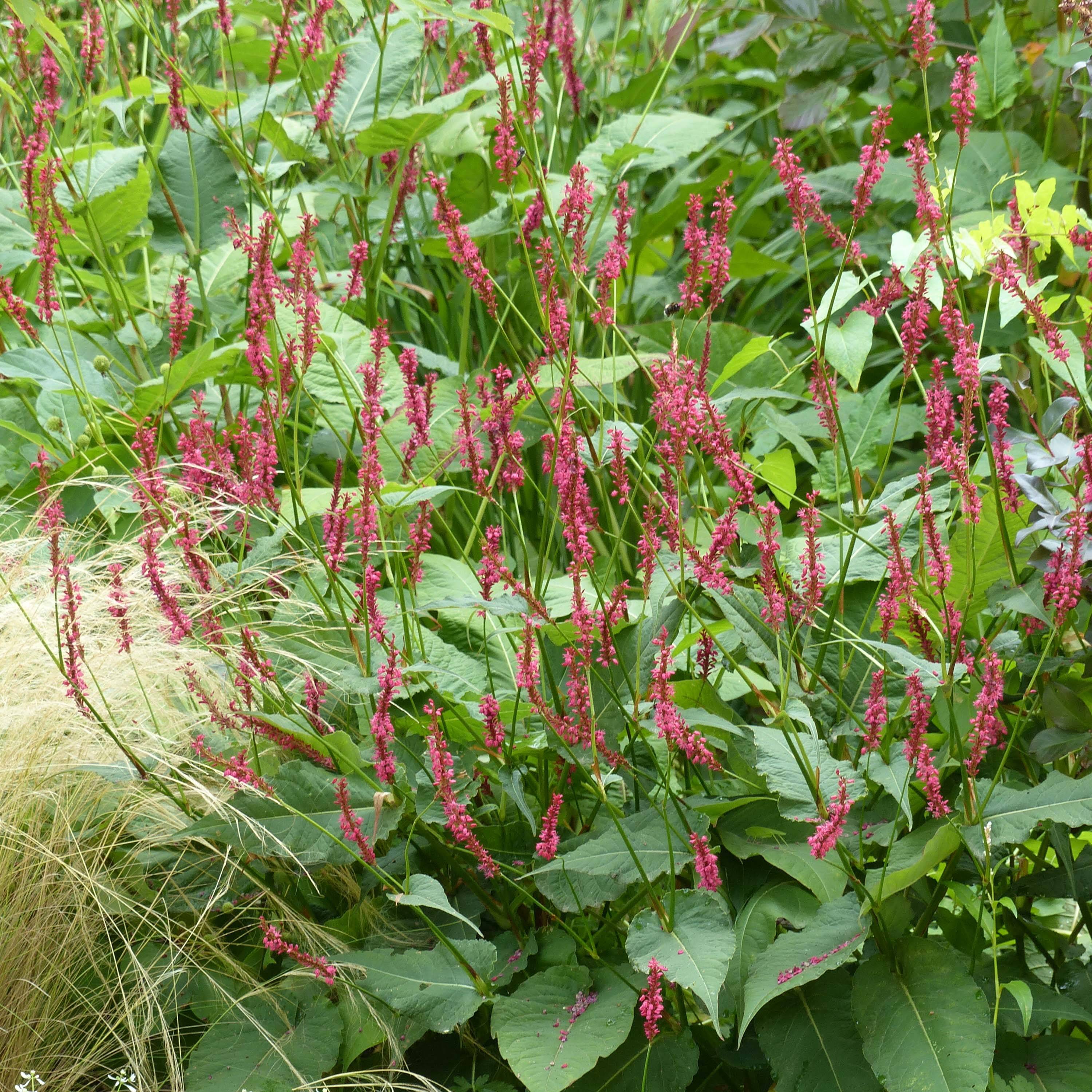 Persicaria amplexicaulis Speciosa - Persicaire - Renouée Speciosa Godet de 8/9 cm