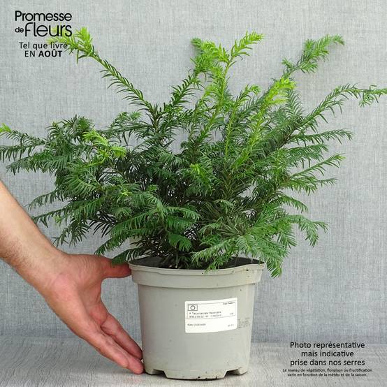 Taxus baccata Repandens - If commun Pot de 2L/3L - Image 2