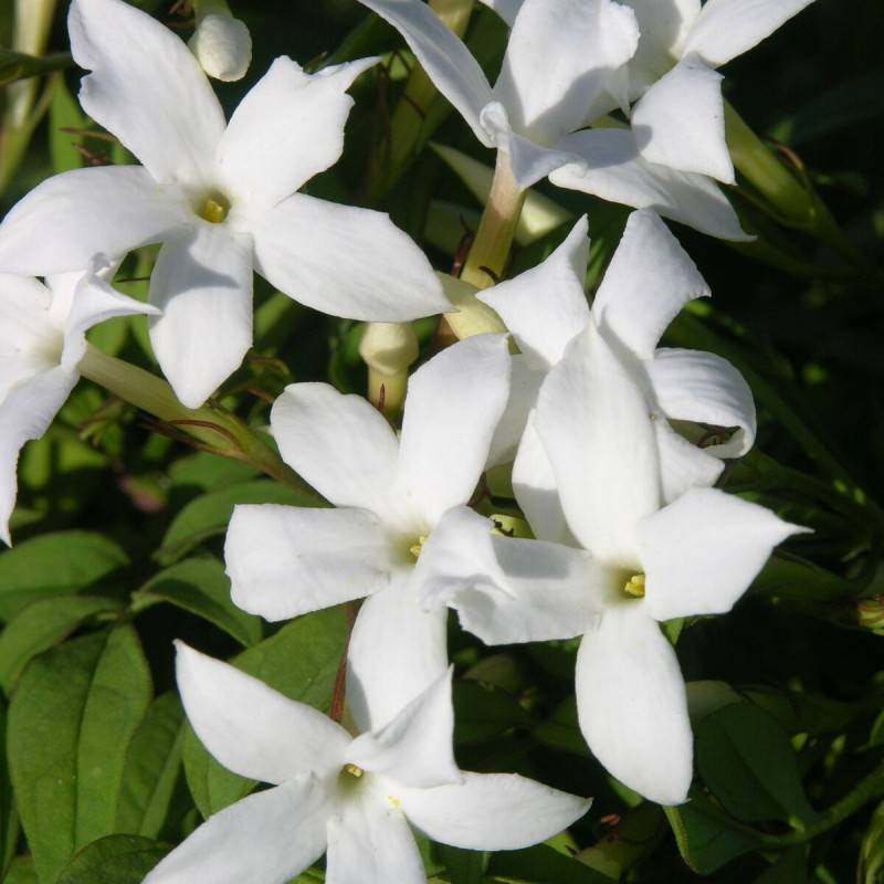 Jasmin blanc officinale à fleurs Blanche - feuillage Caduc - Pot de 3L - Echelle bambou 60/120 cm-  hauteur à maturité De 3,00 m à 5,00 m - Imagen 5