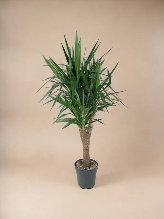 Yucca Pied d'éléphant 150cm - Plante d'intérieur- La Green Touch - Image 2