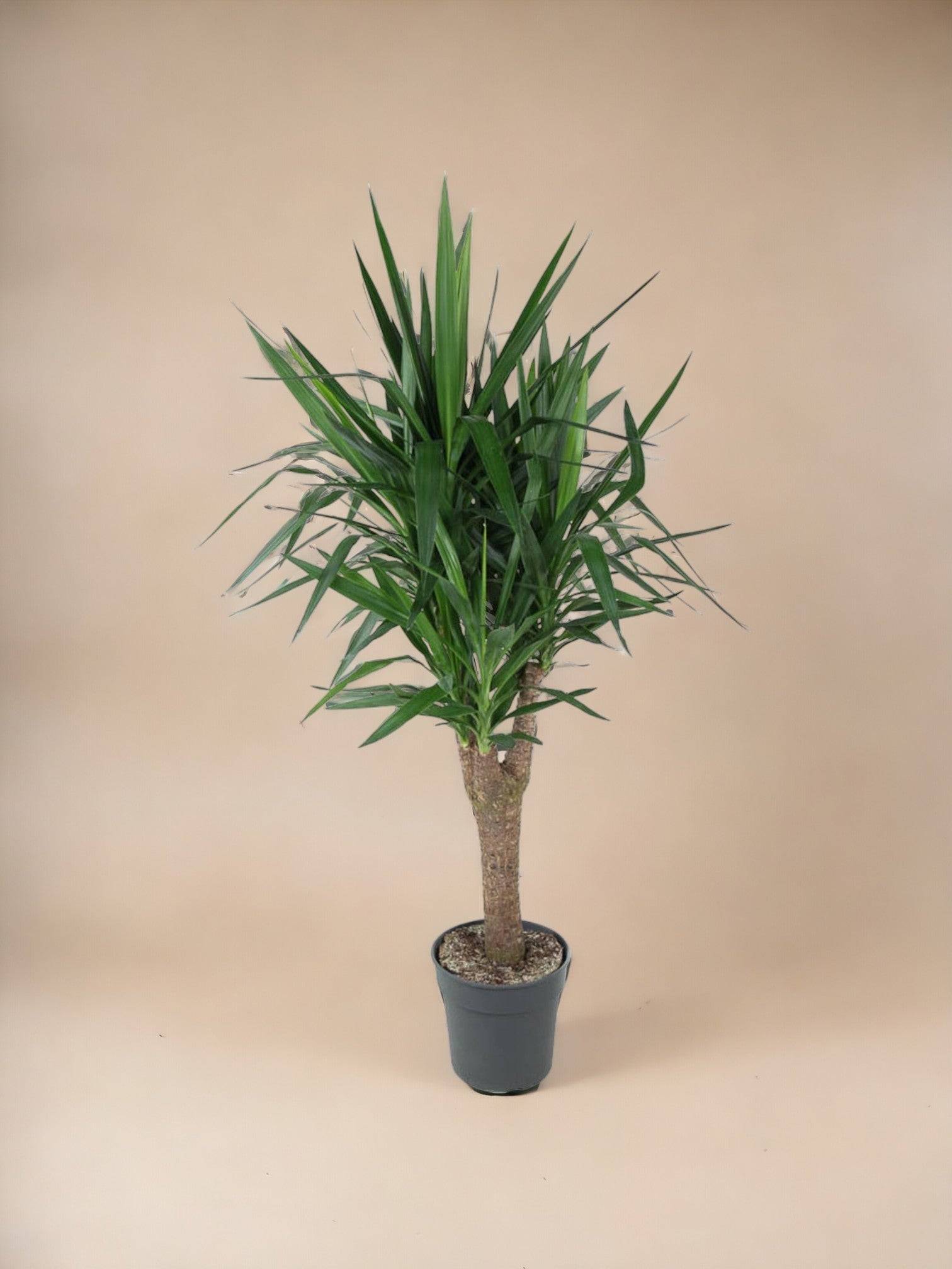 Yucca Pied d'éléphant 150cm - Plante d'intérieur- La Green Touch - Image 2