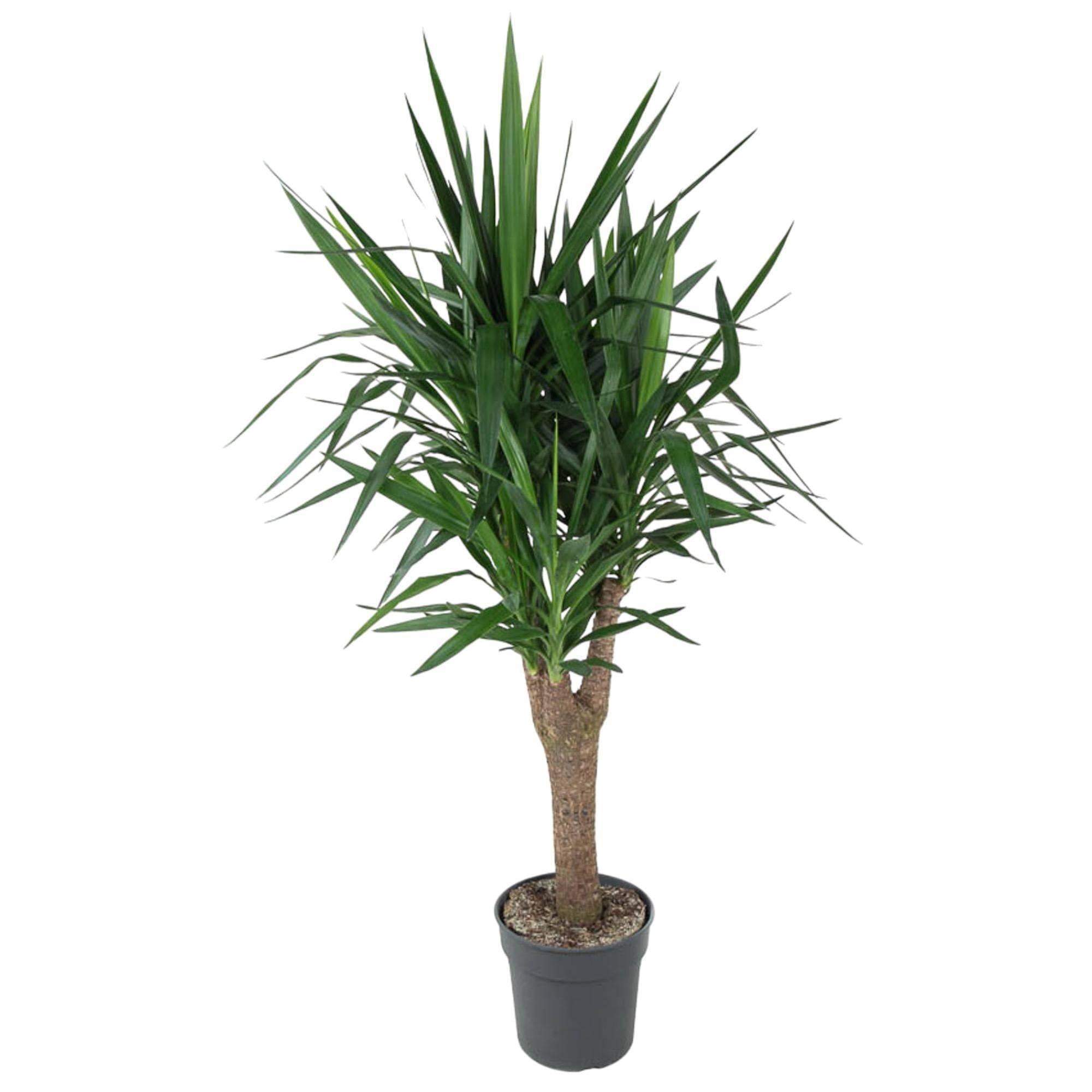 Yucca Pied d'éléphant 150cm - Plante d'intérieur- La Green Touch - Image 3