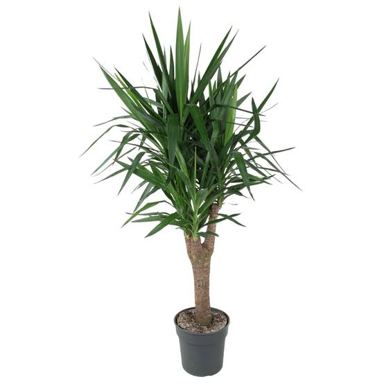 Yucca Pied d'éléphant 150cm - Plante d'intérieur- La Green Touch - Image 1