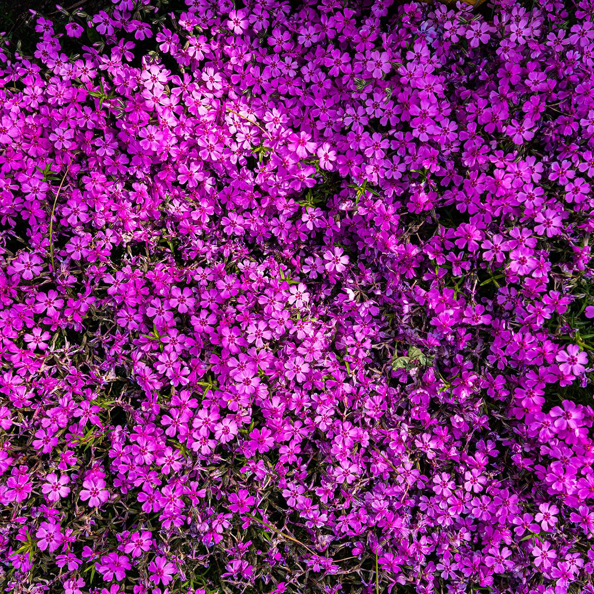 Phlox douglasii Crackerjack - Phlox mousse Godet de 8/9 cm