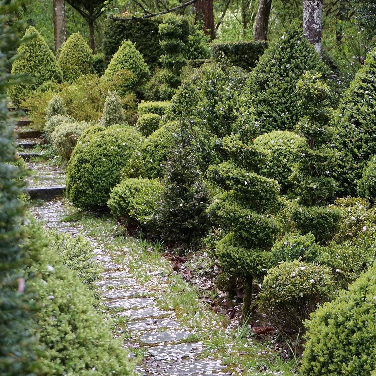 Buxus sempervirens Arborescens - Buis commun Pot de 7,5L/10L, Boule 30/35cm de diamètre