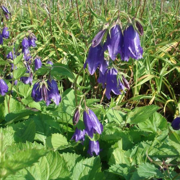 Campanule hybride Kent Belle Godet de 8/9 cm